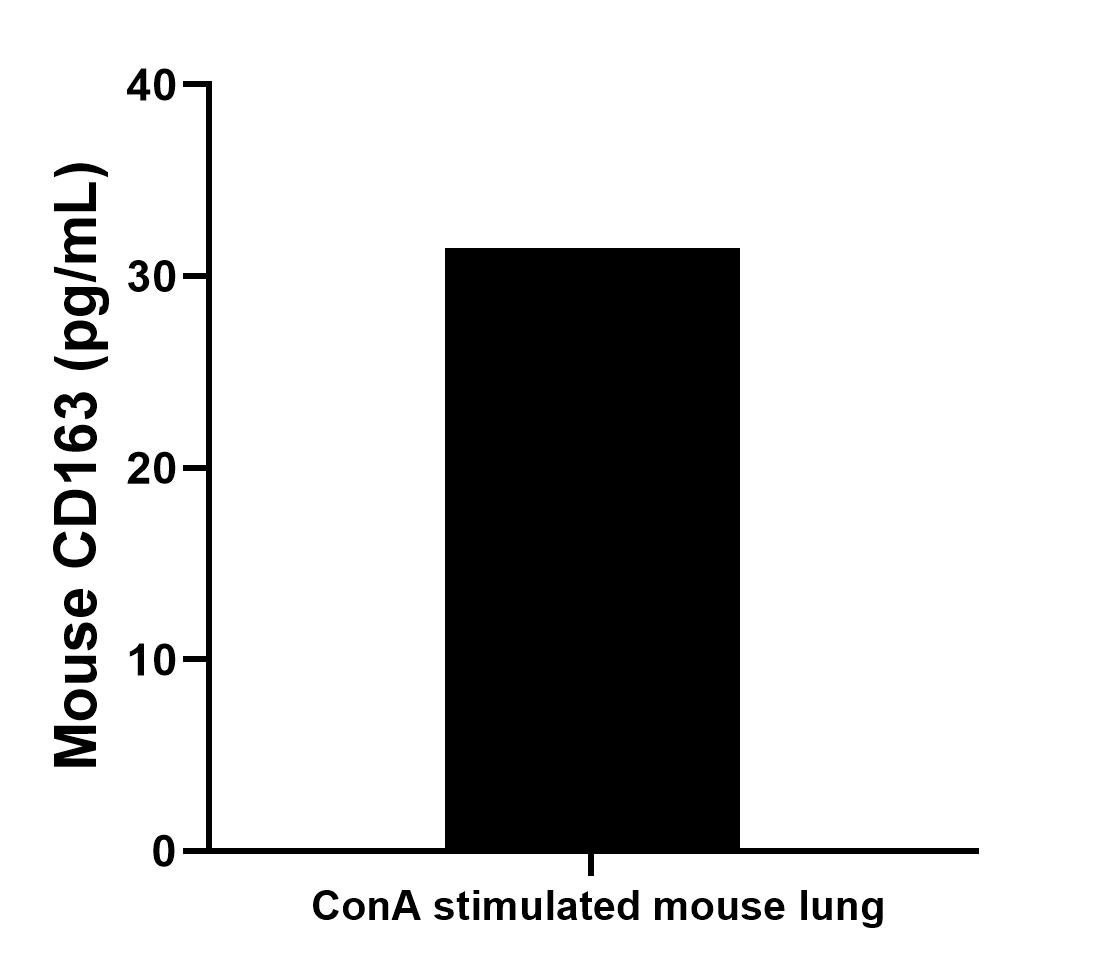 For the mouse lung supernatant cultured for 3 days, the mean mouse CD163 concentration was determined to be 154.4 pg/mL in ConA stimulated mouse lung supernatant. 